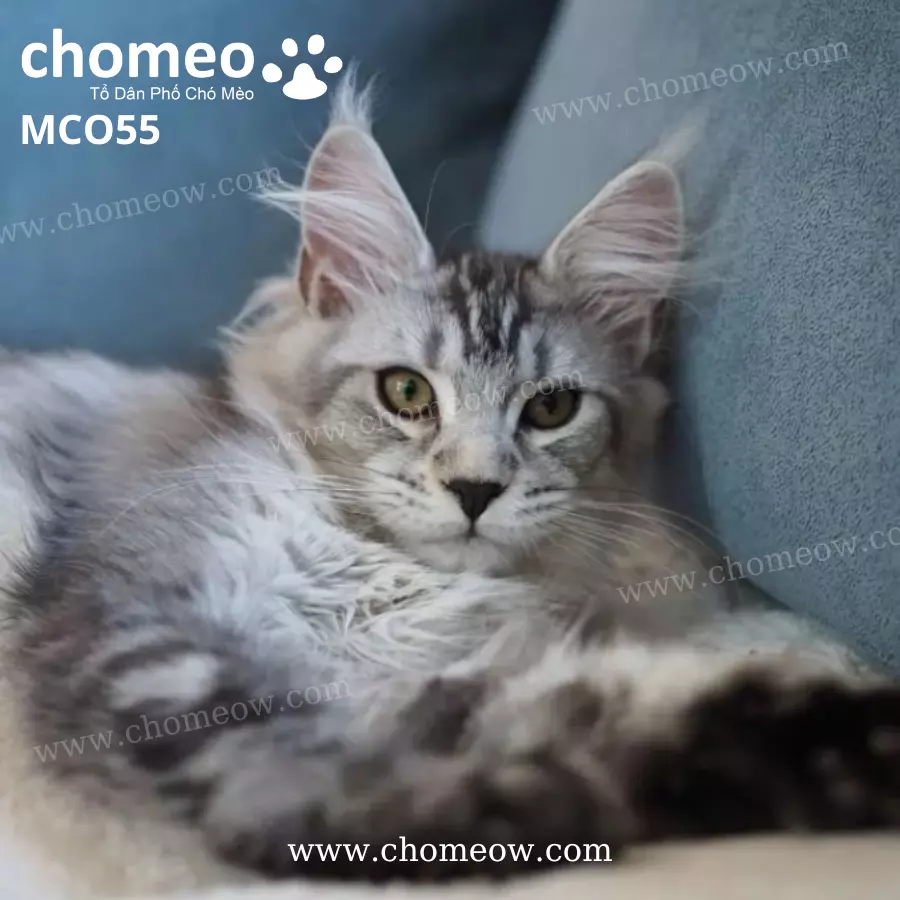 Mèo Maine Coon Ns22 Cái MCO55 (2)