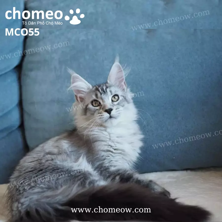 Mèo Maine Coon Ns22 Cái MCO55 (4)