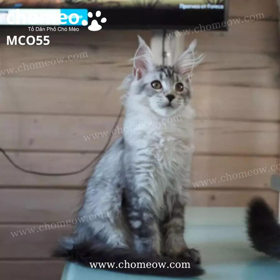 Mèo Maine Coon Ns22 Cái MCO55