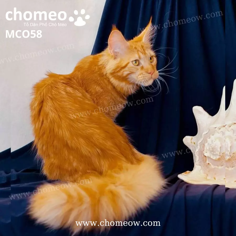 Mèo Maine Coon Red Tabby Cái MCO58 (3)