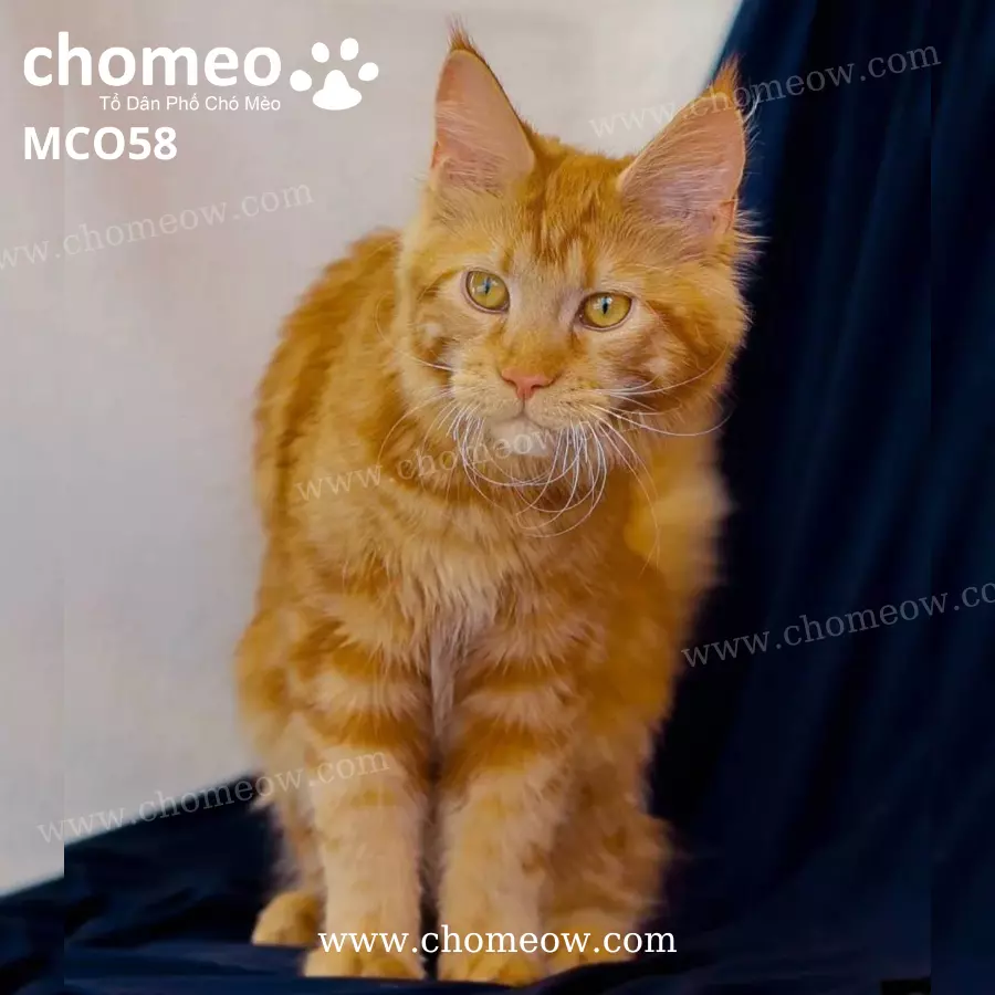 Mèo Maine Coon Red Tabby Cái MCO58 (4)