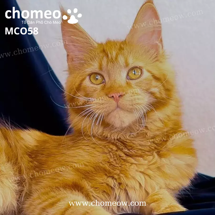 Mèo Maine Coon Red Tabby Cái MCO58 (5)