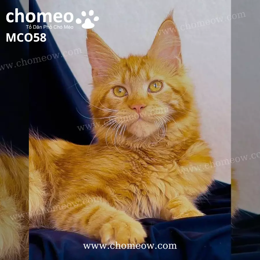 Mèo Maine Coon Red Tabby Cái MCO58