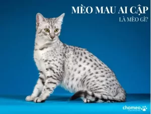 Mèo Mau Ai Cập là mèo gì