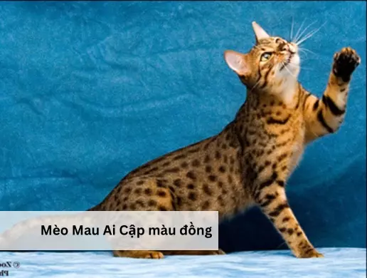Mèo Mau Ai Cập màu đồng