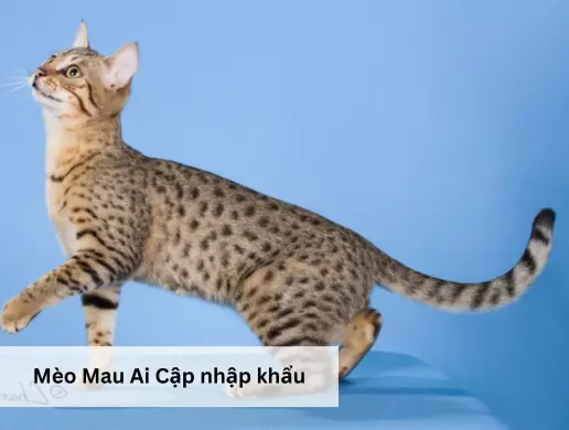 Mèo Mau Ai Cập nhập khẩu