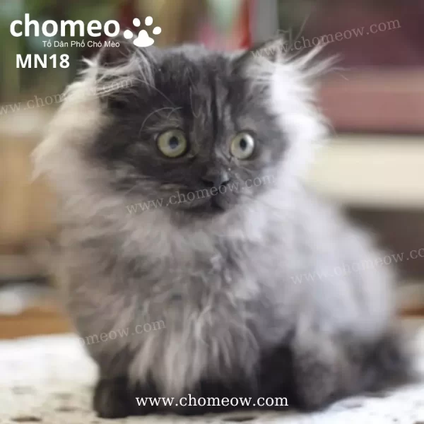Mèo Munchkin Kitten Xám Khói Cái MN18