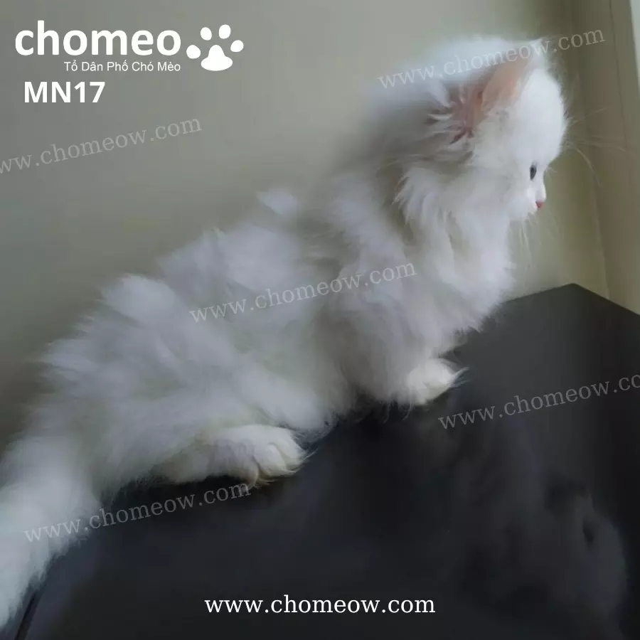 Mèo Munchkin Lông Dài Trắng Cái MN17