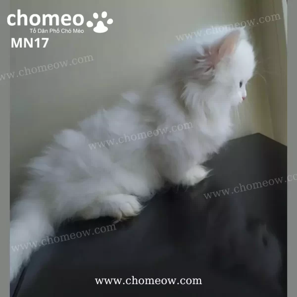 Mèo Munchkin Lông Dài Trắng Cái MN17