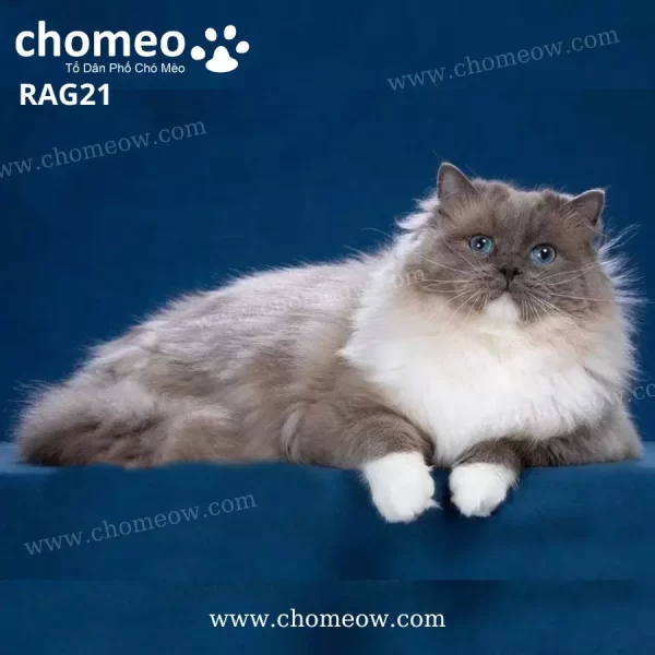 Mèo Ragdoll Blue Mitted Đực RAG21