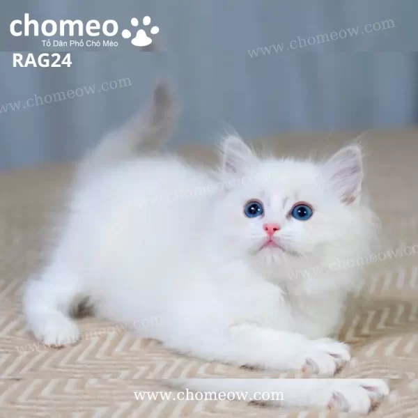 Mèo Ragdoll Lông Ngắn Màu Kem RAG24
