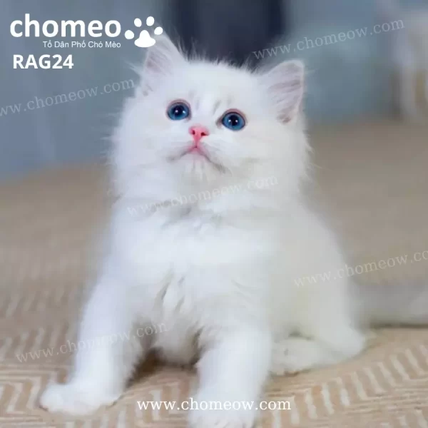 Mèo Ragdoll Lông Ngắn Màu Kem RAG24