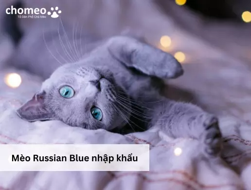 Mèo Russian Blue nhập khẩu