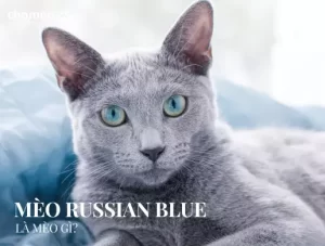 Mèo Russian blue là mèo gì