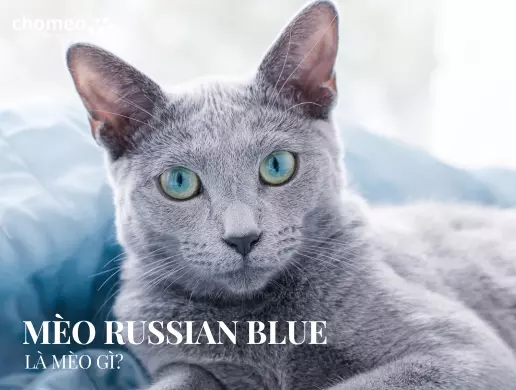 Mèo Russian blue là mèo gì