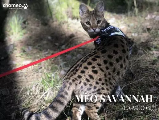 Mèo Savannah là mèo gì