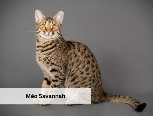 Mèo Savannah