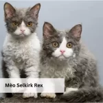 Mèo Selkirk Rex