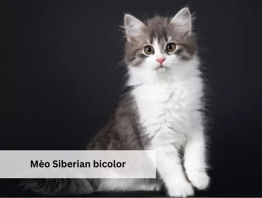 Mèo Siberian bicolor