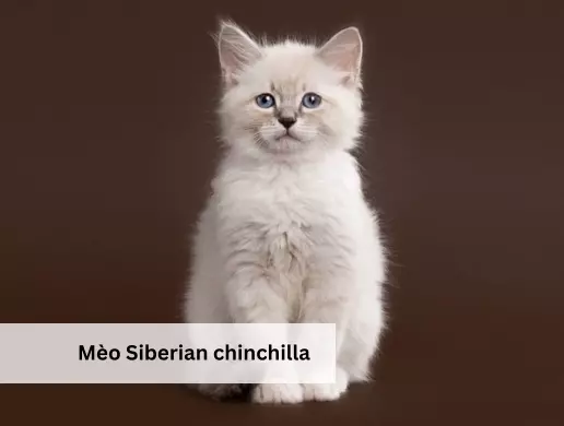 Mèo Siberian chinchilla