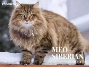 Mèo Siberian là mèo gì