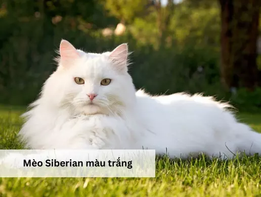 Mèo Siberian màu trắng