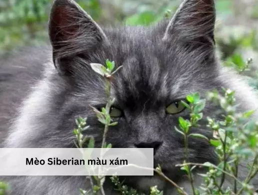 Mèo Siberian màu xám