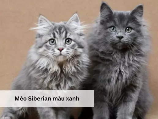 Mèo Siberian màu xanh