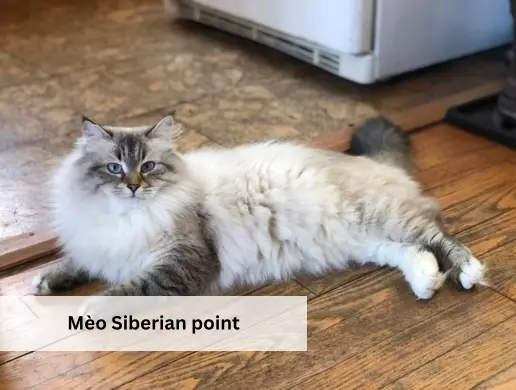 Mèo Siberian point