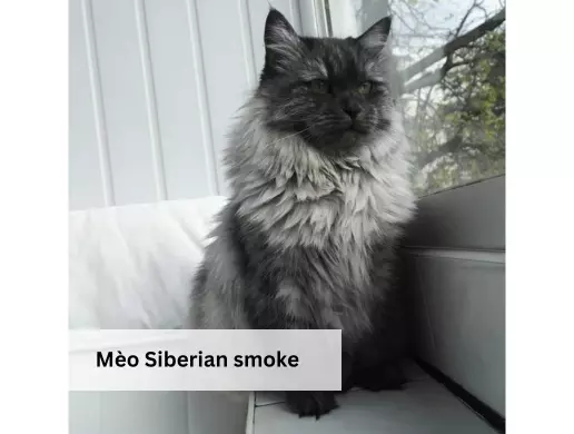 Mèo Siberian smoke