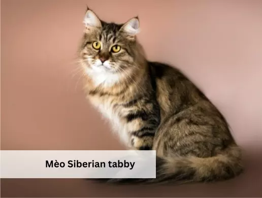 Mèo Siberian tabby