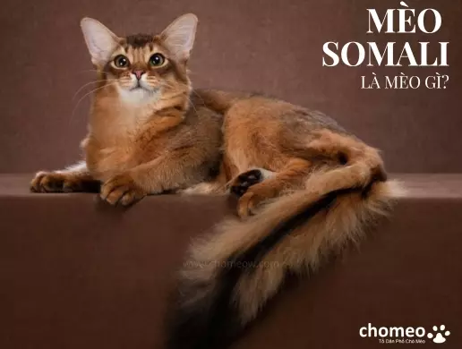 Mèo Somali là mèo gì