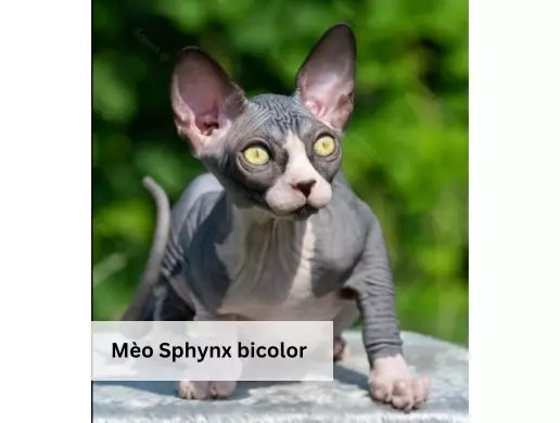 Mèo Sphynx bicolor