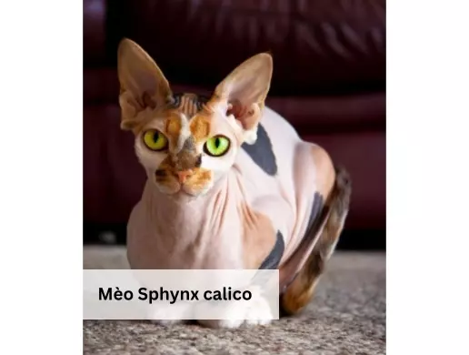 Mèo Sphynx calico