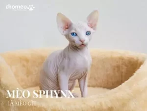 Mèo Sphynx là mèo gì