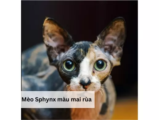 Mèo Sphynx màu mai rùa