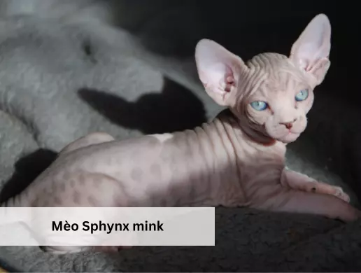 Mèo Sphynx mink