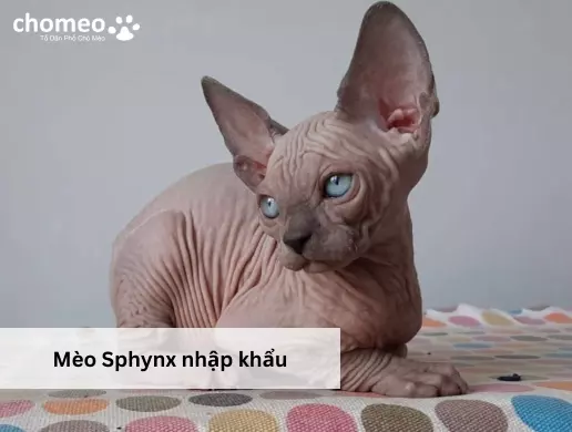 Mèo Sphynx nhập khẩu