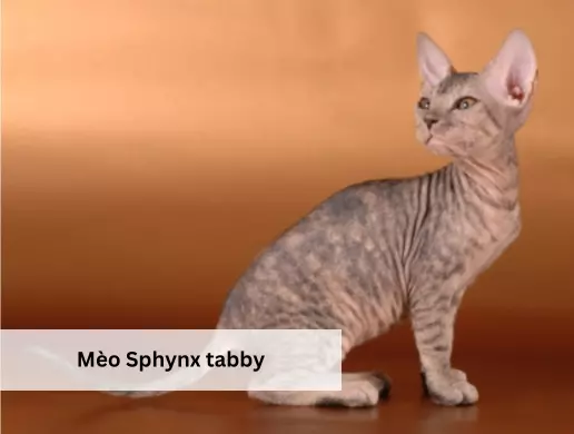 Mèo Sphynx tabby 