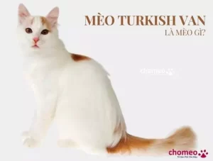 Mèo Turkish Van là mèo gì