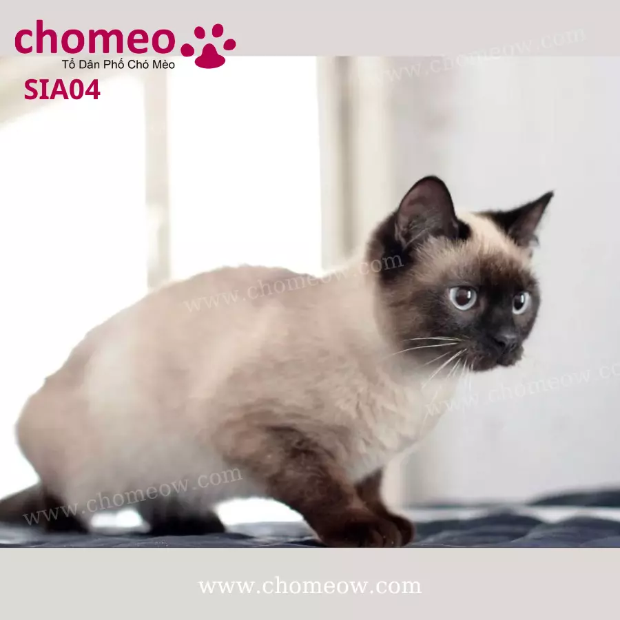 Mèo Xiêm Seal Point Cái SIA04