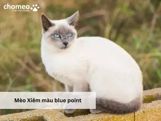 Mèo Xiêm màu blue point