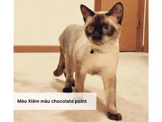 Mèo Xiêm màu chocolate point
