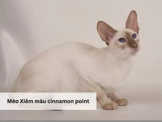 Mèo Xiêm màu cinnamon point