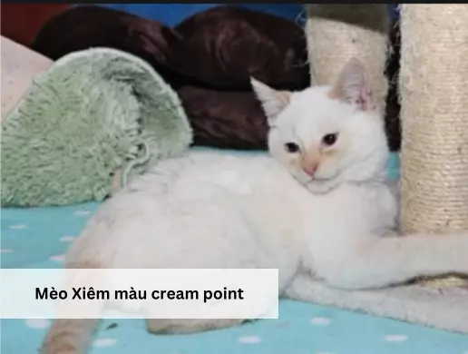 Mèo Xiêm màu cream point