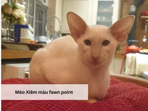 Mèo Xiêm màu fawn point