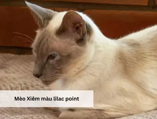 Mèo Xiêm màu lilac point