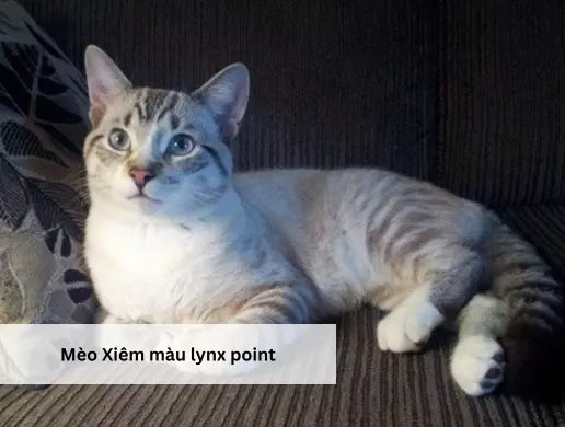 Mèo Xiêm màu lynx point