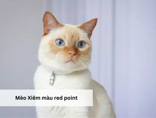 Mèo Xiêm màu red point