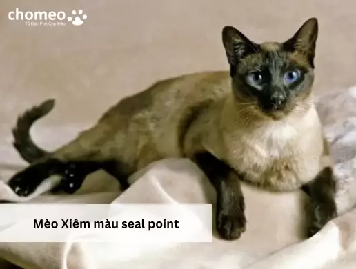 Mèo Xiêm màu seal point